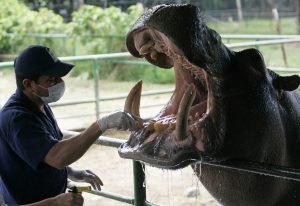 Buy an exotic animal with your EuroMillion draw winnings