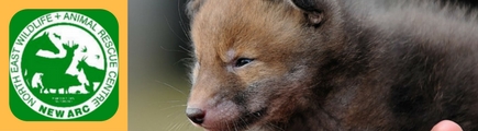 Animal rescue Blog Image